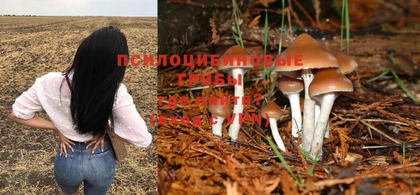 прущие грибы Коряжма
